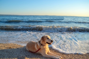 Krk, l’isola dei pesce-Cani