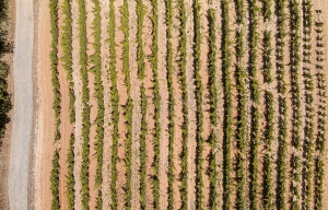 I vigneti gridano aiuto, i contadini non tardano a rispondere