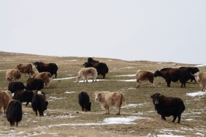 Sulle celesti montagne del Tien Shan, per mappare gli angoli remoti del mondo.